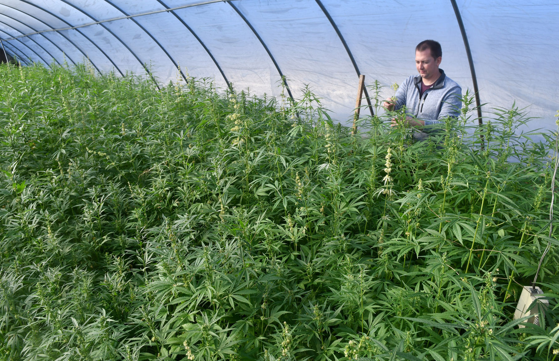 120520-qc-nws-hemp-060